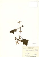 藏品(黃水茄)的圖片